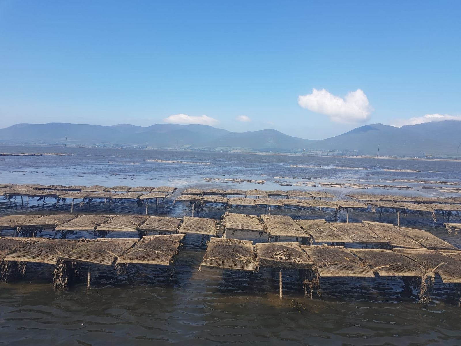 Picture of the oyster farm